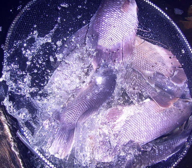 gurame konsumsi sukabumi