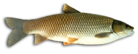 species_grasscarp
