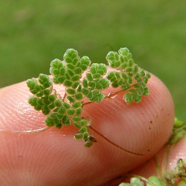 a filiculoides