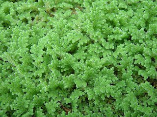 Azolla_filiculoides_MUN