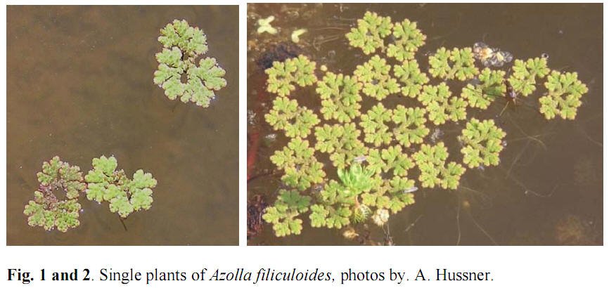 filiculoides1