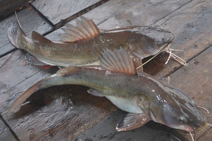 Ikan baung