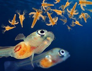 artemia