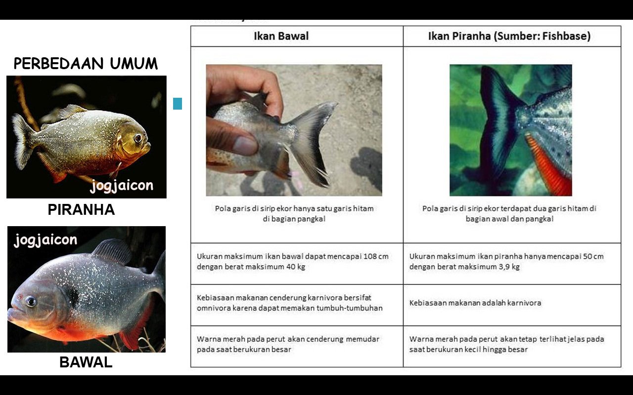 baw vs pir