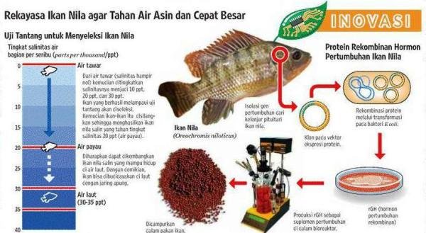 ikan-nila-di-indonesiaproud-wordpress-com