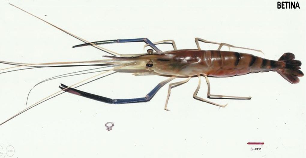 SIRATU BETINA
