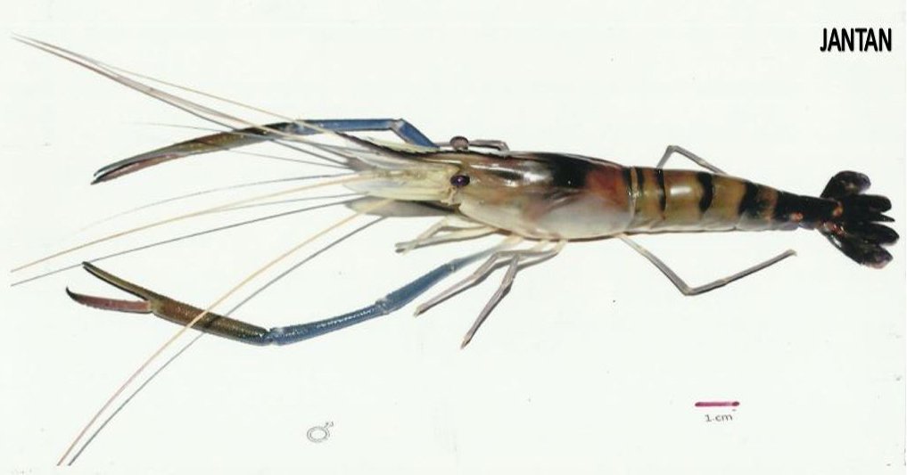 SIRATU JANTAN