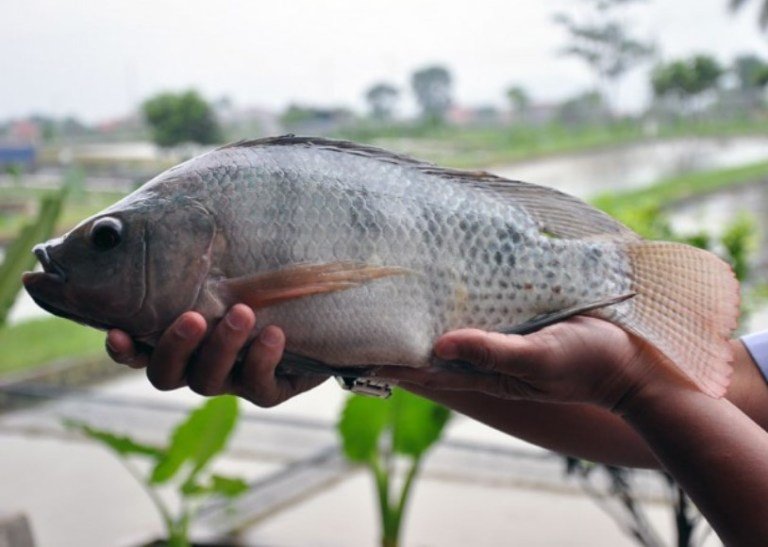 Sukses-Jual-5-7-Kuintal-Nila-per-Bulan