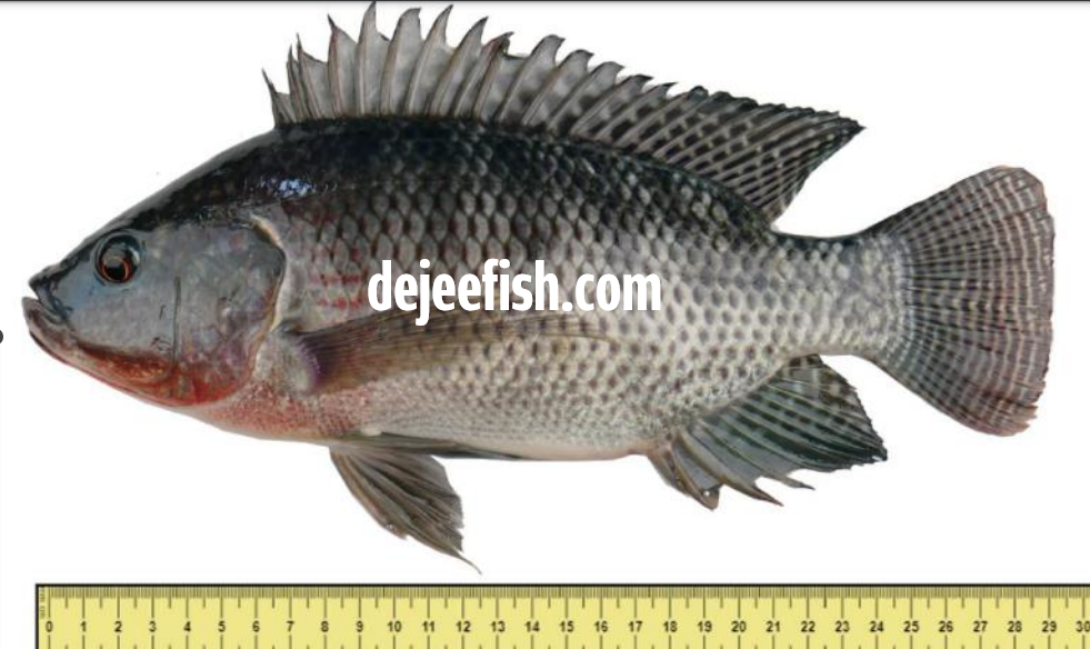 Nila sakti dejeefish