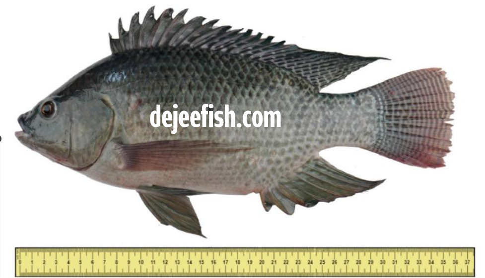 Nila Sakti Dejeefish