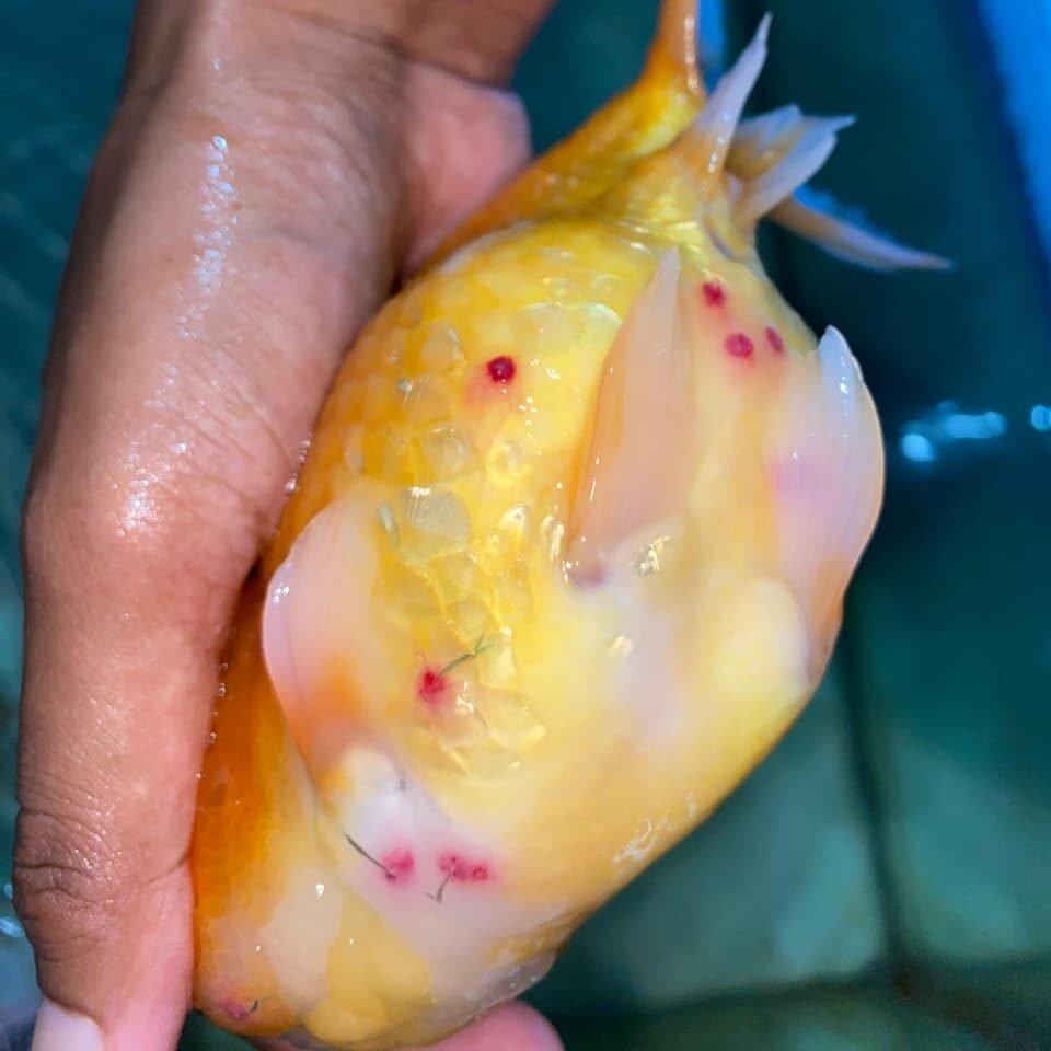 Ikan koki terserang kutu jarum