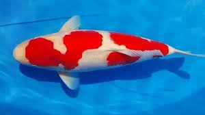 Grooming ikan koi